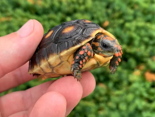 Juvenile Redfoot Tortoise