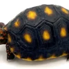 baby redfoot tortoise