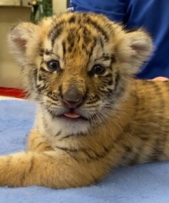 Tiger cubs