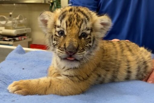 Tiger cubs