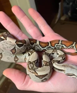 Suriname Red tail Boa