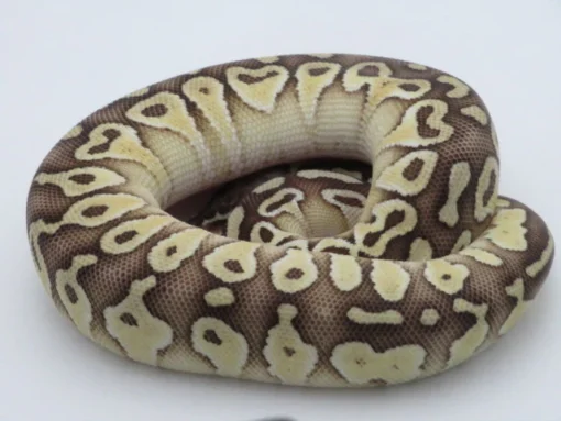 super pastel lesser ball python