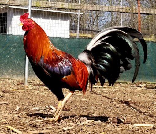 Hatch Albany GameFowl