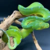 Sorong Green Tree Python