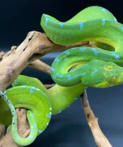 Sorong Green Tree Python