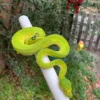 Sorong Green Tree Python