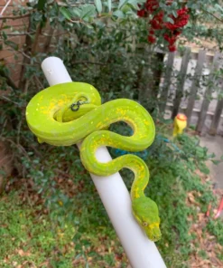 Sorong Green Tree Python