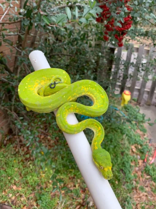 Sorong Green Tree Python