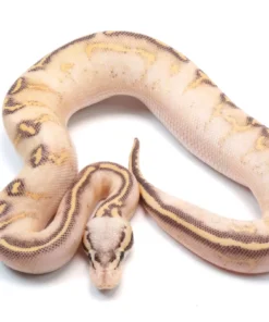 Pastel Highway Ball Python