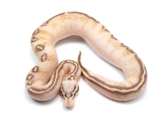 Pastel Highway Ball Python