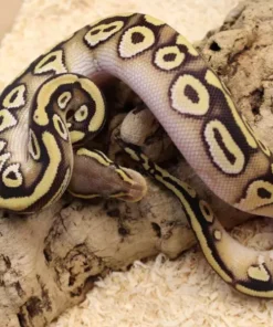 Leopard Ball Python