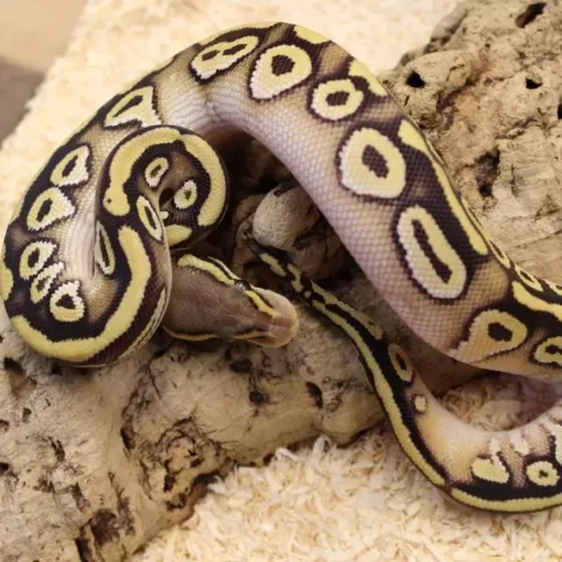 Leopard Ball Python