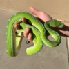 Jayapura Green Tree Python