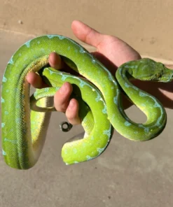 Jayapura Green Tree Python