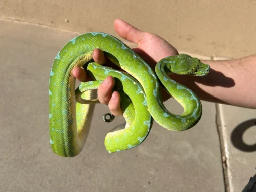 Jayapura Green Tree Python