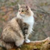 Norwegian Forest Cat