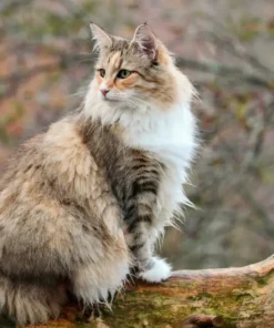 Norwegian Forest Cat