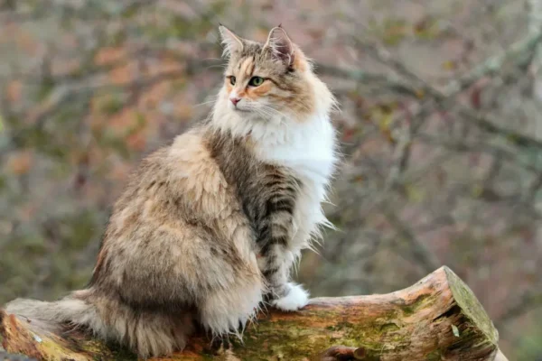 Norwegian Forest Cat