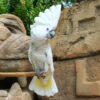 Umbrella Cockatoo