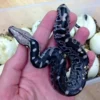 Black Blood Python