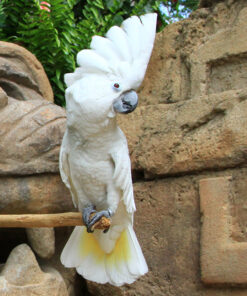 Umbrella Cockatoo