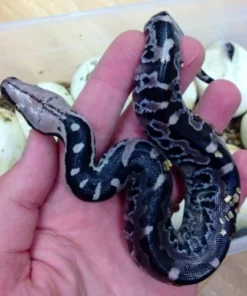 Black Blood Python