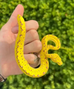 Aru Green Tree Python