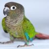 Green cheek conures