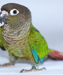 Green cheek conures