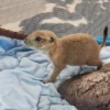 Prairie Dog for Sale