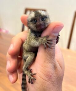 finger monkey