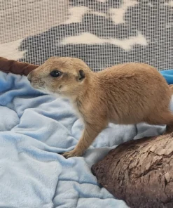 Prairie Dog for Sale