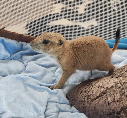 Prairie Dog for Sale