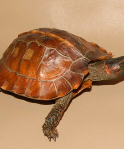 Spiny Turtle for Sale