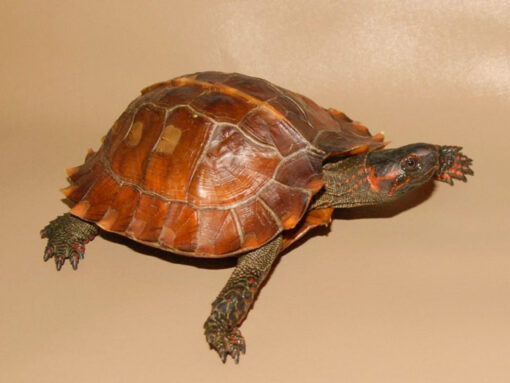 Spiny Turtle for Sale