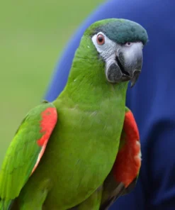 Hahns Macaw