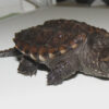 Hypo Snapping Turtle for sale