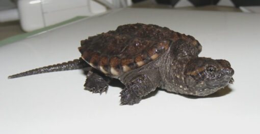 Hypo Snapping Turtle for sale