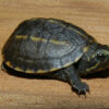 Florida Mud Turtle