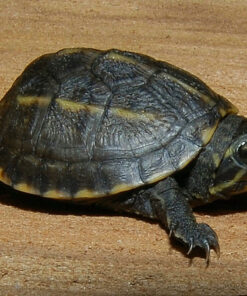 Florida Mud Turtle