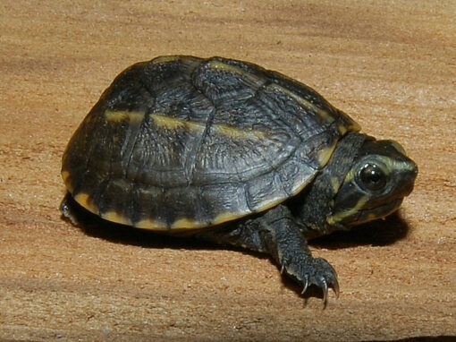 Florida Mud Turtle