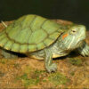 Red Ear Slider Turtle