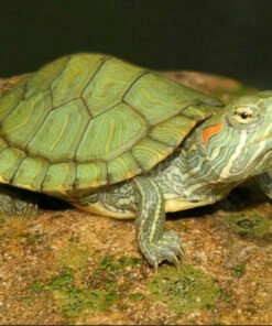 Red Ear Slider Turtle