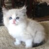 Ragdoll Cat for sale