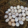 Gamefowl Hatching Eggs