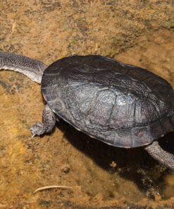 Baby Saw Shelled Turtle