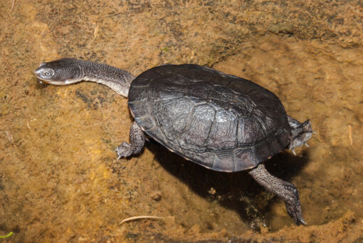 Baby Saw Shelled Turtle