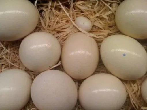 Cockatoo Parrot Eggs