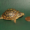 Desert Ornate Box Turtle