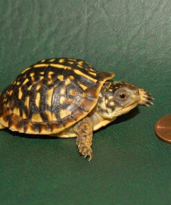 Desert Ornate Box Turtle